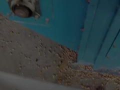 Pabrik mesin pengering jagung presun pengering jagung dijual